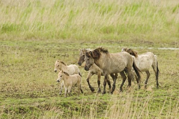 Konik domestic horse