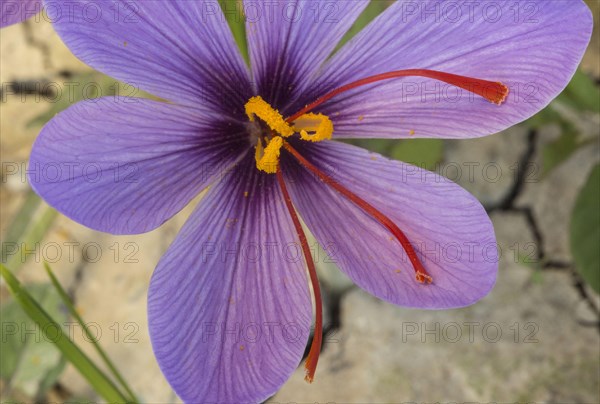 Saffron crocus