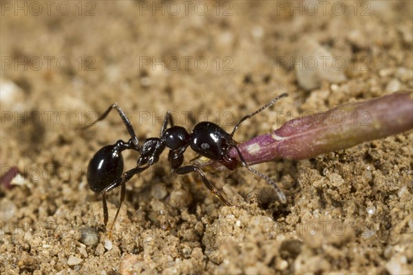 Harvester Ant