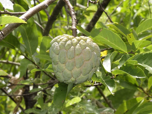 Sugar-apple