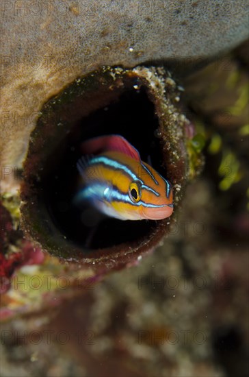 Blue-striped Fangblenny