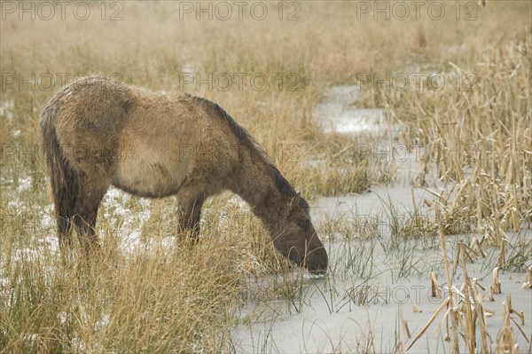 Konik horse