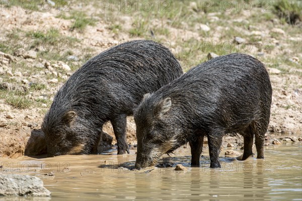 Two white-lipped peccary