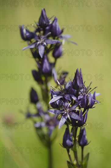 Marsh gentian