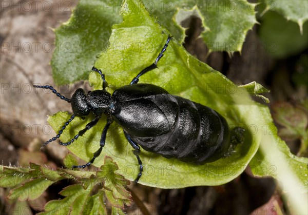 Black oil beetle