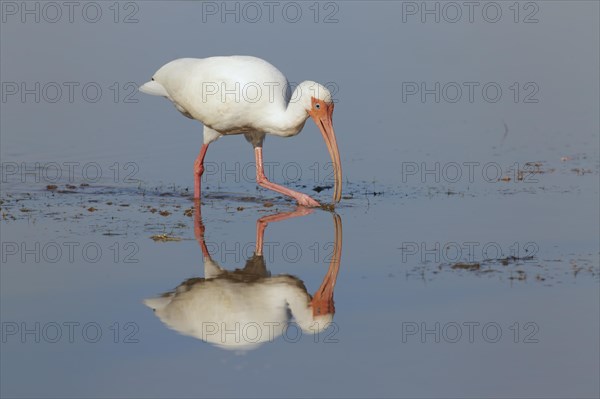 American white american white ibis