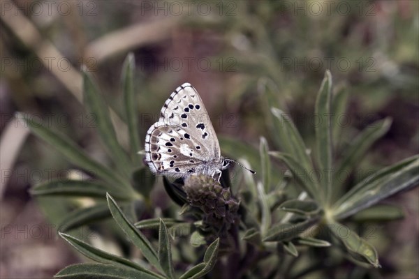 Gossamer winged butterfly