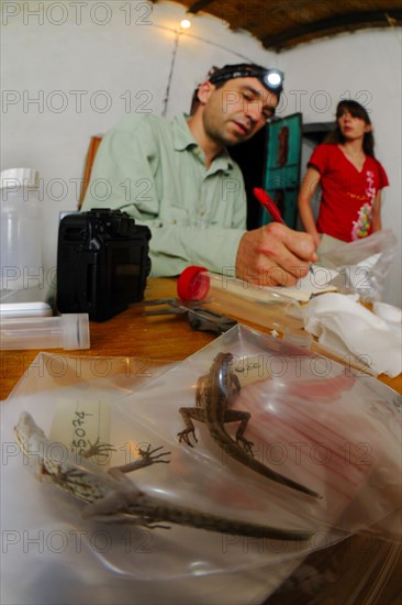 Researchers cataloguing lizard specimens for DNA analysis