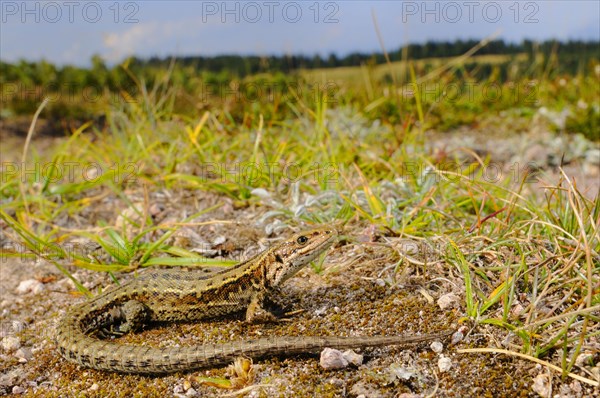 Common Lizard