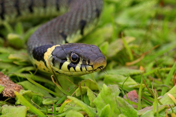 Grass snake