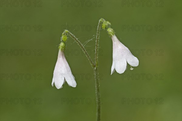 Twinflower