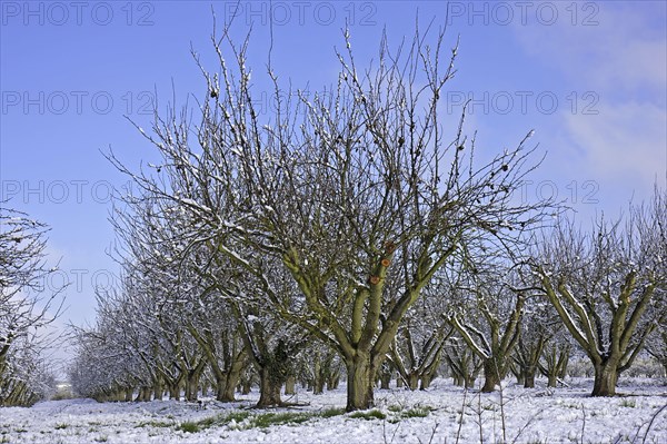 Cultivated apple trees
