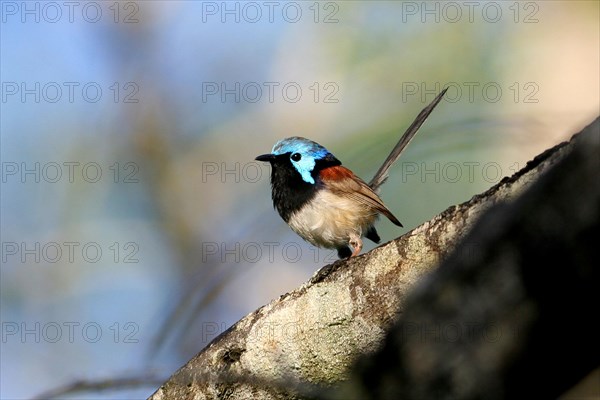 White-bellied Wren