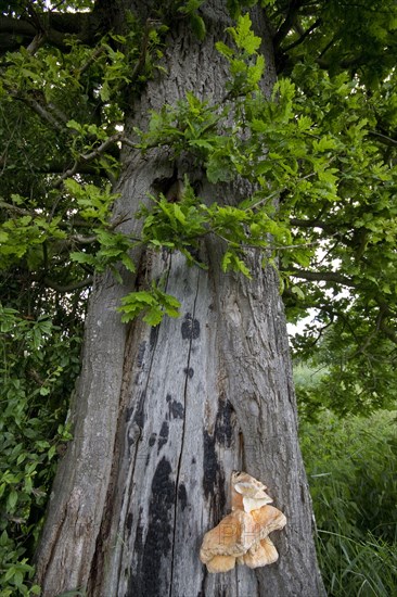 Chicken of the woods