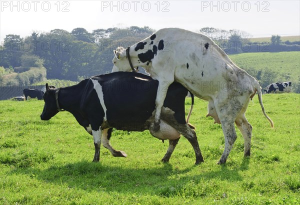 Domestic cattle