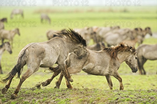 Konik domestic stallion