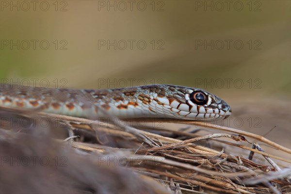 Caspian caspian whipsnake