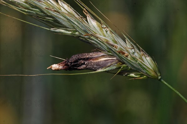 Purple brown ergot mushroom