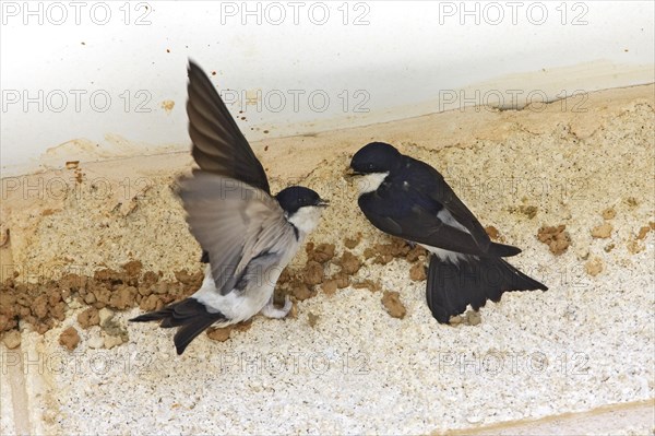 House Martin