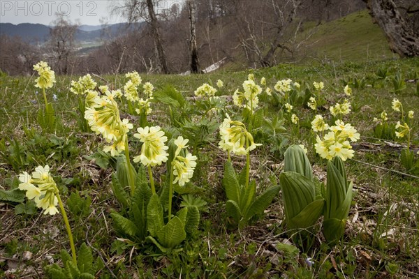 Caucasus oxlip