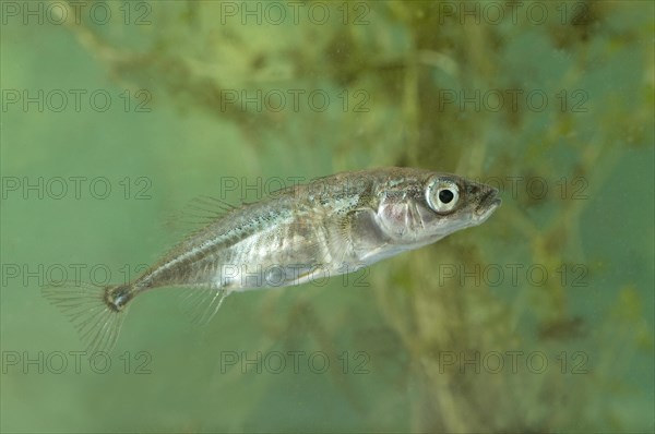 Three-spined Stickleback