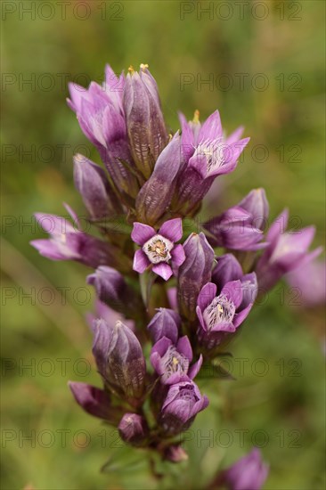 Chiltern gentian