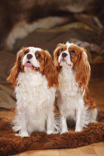 Cavalier King Charles Spaniel