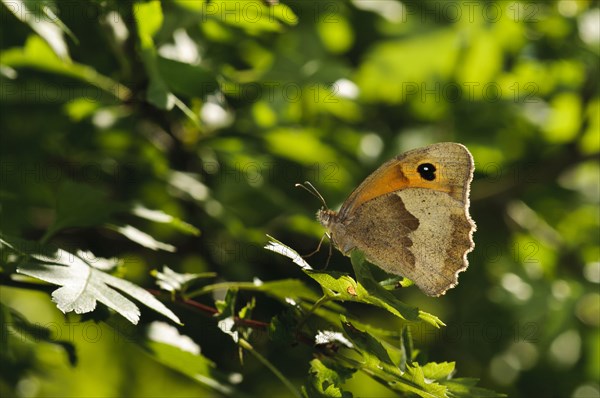 Meadow Brown