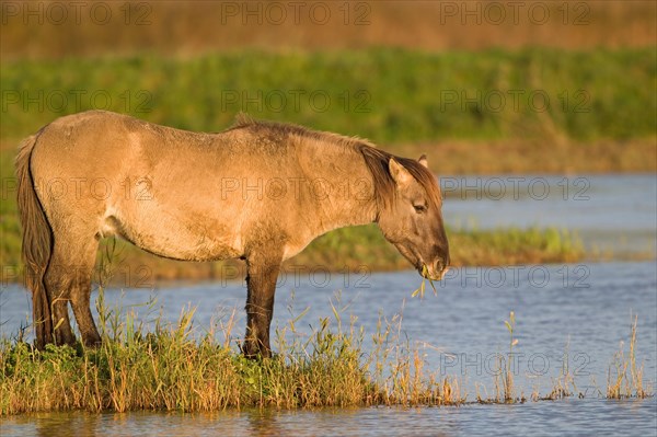 Konik Horse