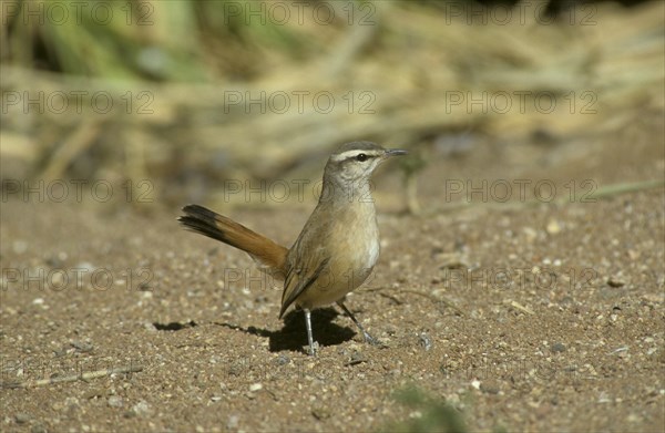 Kalahari Scrub Robin