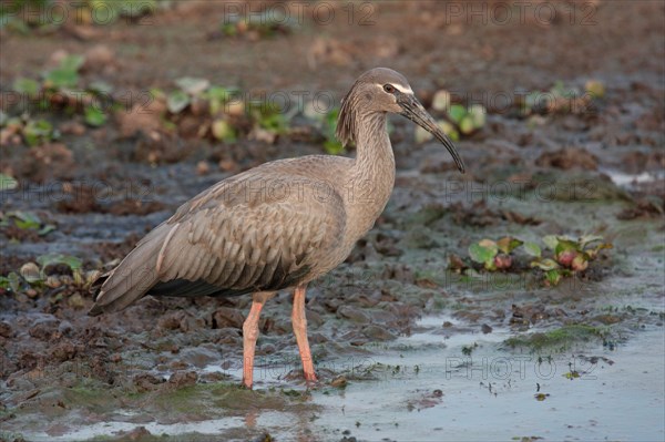 Plumbeous plumbeous ibis