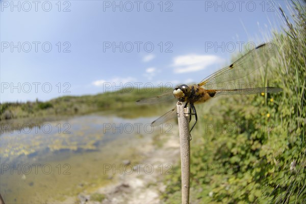 Adult four-spotted chaser