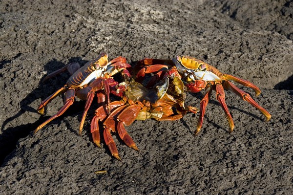 Two sally lightfoot crabs