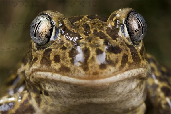 Western Spadefoot