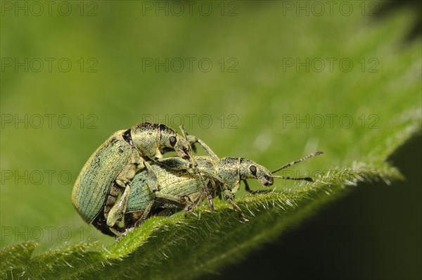 Nettle Weevil