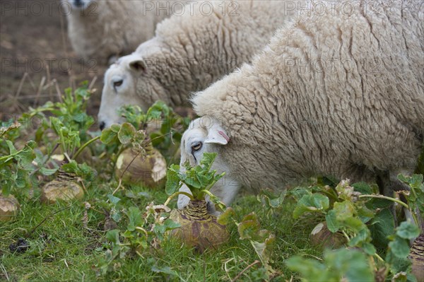 Domestic sheep