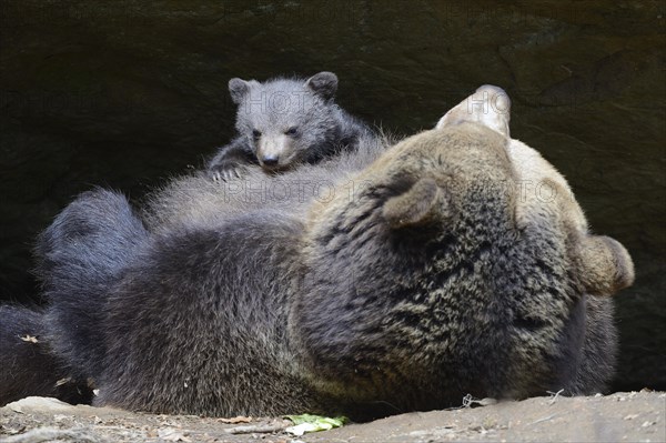 European brown bears