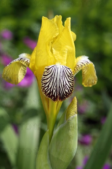 Variegated iris