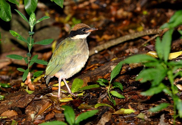 Noisy Pitta