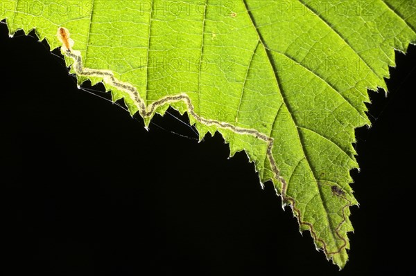 Leafminer moth