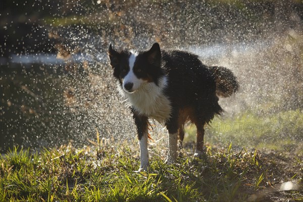 Australian Shepherd