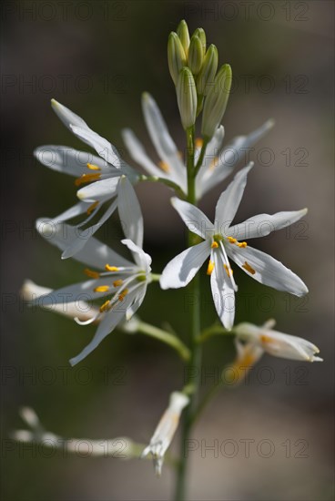 Saint Bernard Lily