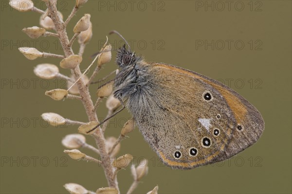 Rusty Brown Meadowbird