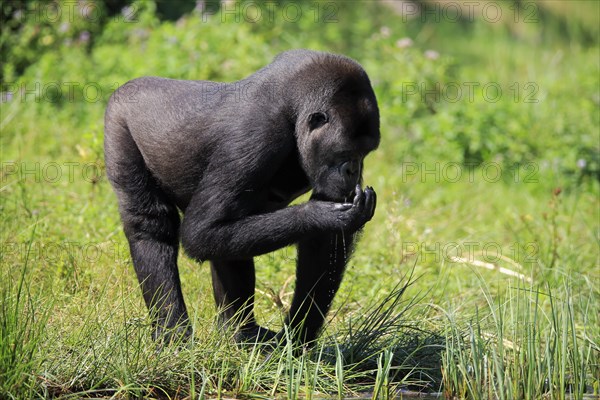 Western lowland gorilla