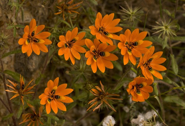 Flowering beetle daisy