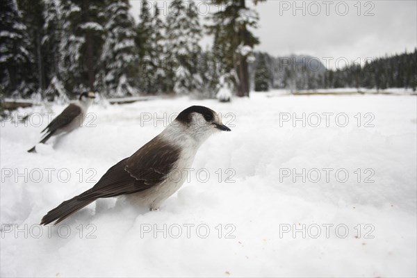 Grey Jay