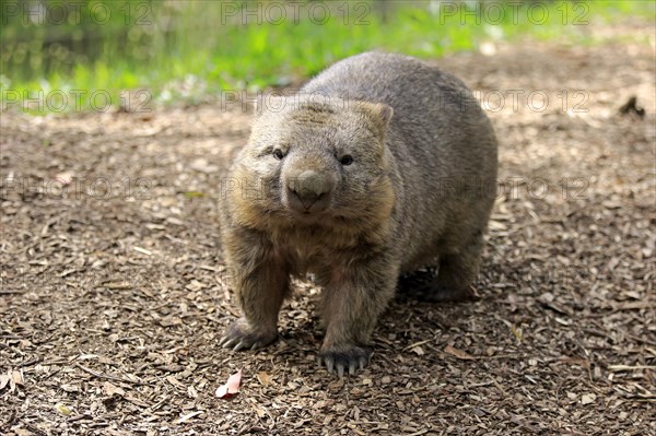 Common common wombat