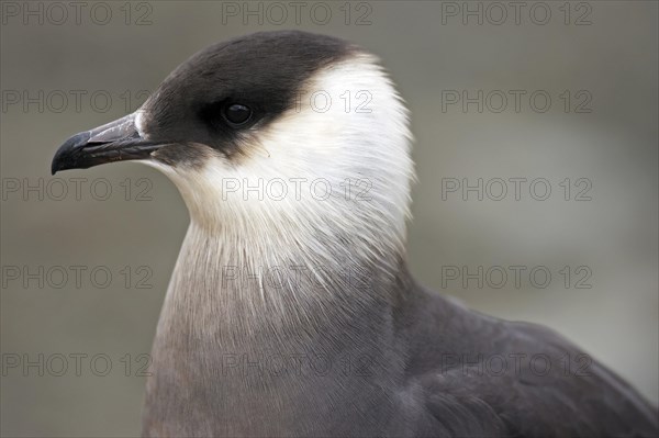 Close up portrait of parasitic jaeger