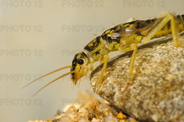 Large stonefly