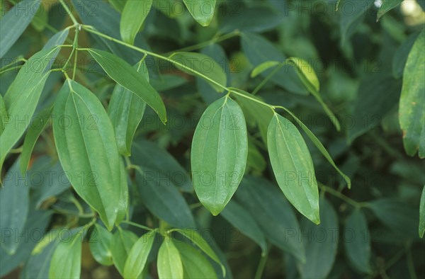 Ceylon Cinnamon Tree